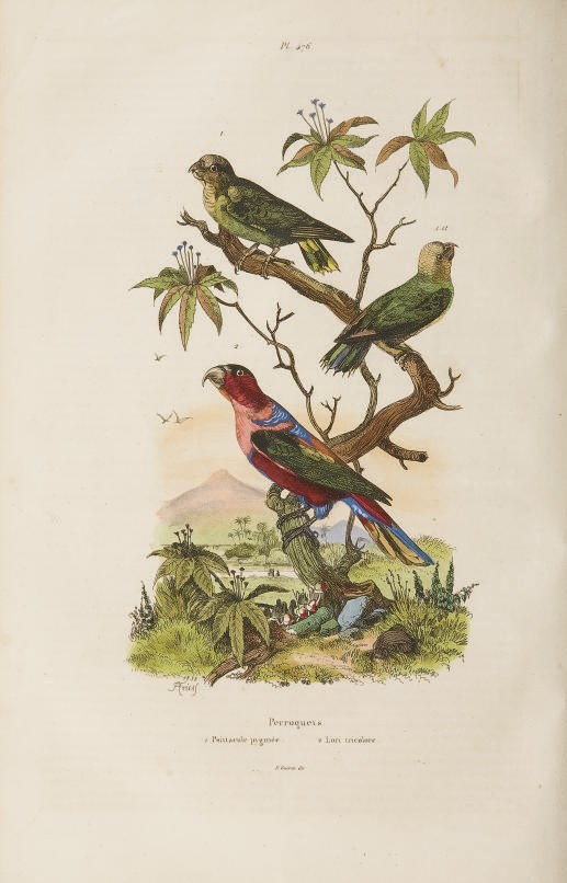 GUÉRIN-MENNEVILLE, Félix-Édouard (1799-1874). Dictionnaire pittoresque d'histoire naturelle et des phénomènes de la nature. Rédigé par une société de naturalistes sous la direction de F.-E. Guérin. Paris: Au bureau de souscription, imprimé par Cosson, 1833-1839.