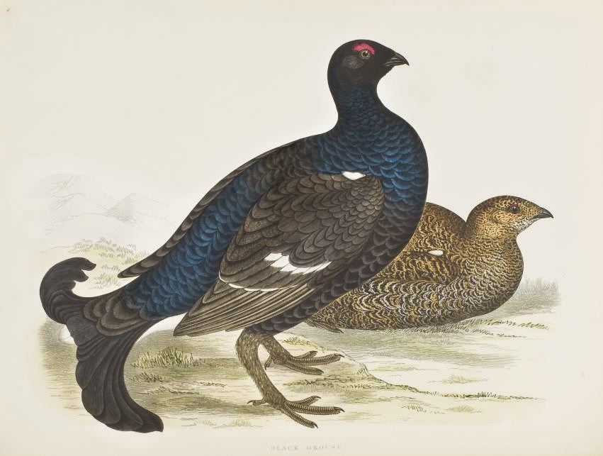 MORRIS, Beverly Robinson. British Game Birds and Wildfowl. Londres: Groombridge and Sons, 1855.