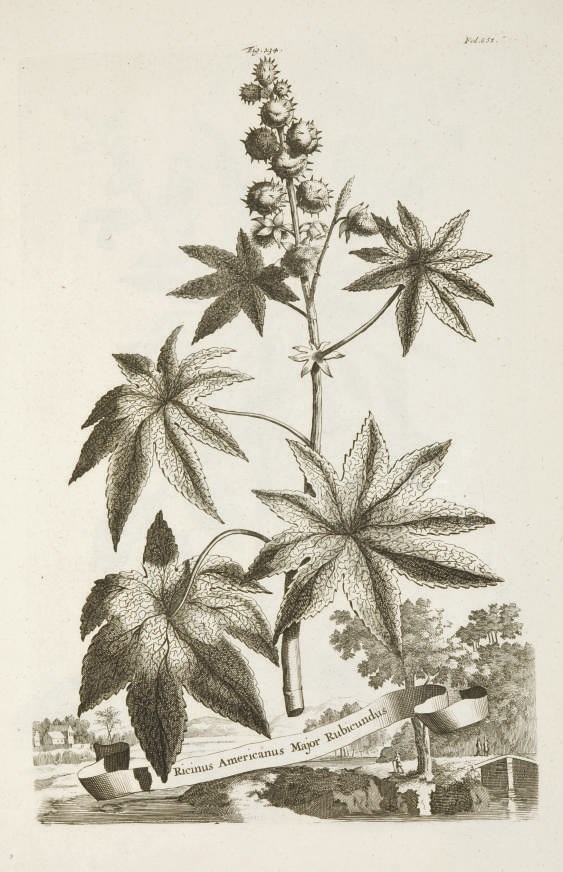 MUNTING, Abraham (1626-1683). Phytographia curiosa exhibens arborum, fruticum herbarum & florum icones... Amsterdam et Leyde: Franciscum Halman et Petrum Vander Aa, 1702.