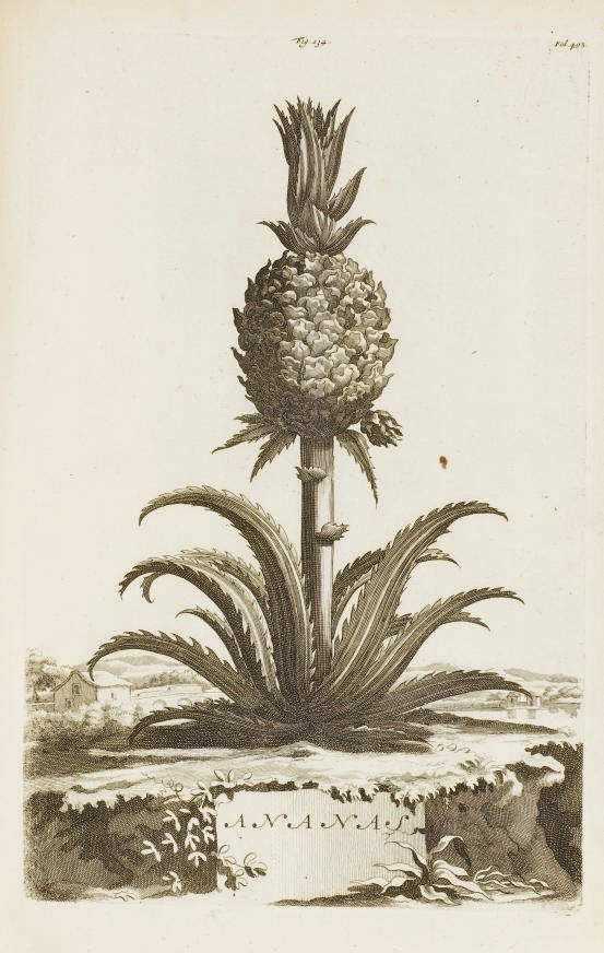 MUNTING, Abraham (1626-1683). Phytographia Curiosa, exhibens arborum, fructium, herbarum & florum Icones... Collegit & adjecit Franciscus Kiggelaer. Amsterdam: Rodericus & Gerhardus Wetsten, 1713.