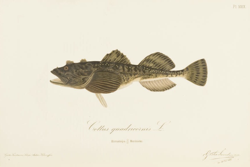 REUTER, Odo Morannal (1850-1913) & MELA, A.J. Finlands Fiskar - The Fishes of Finland. Malad efter naturen - Drawn and coloured from life by Gösta Sundman. Helsinki: J.C. Frenckell & Son pour Edlund, 1883 [-1893].