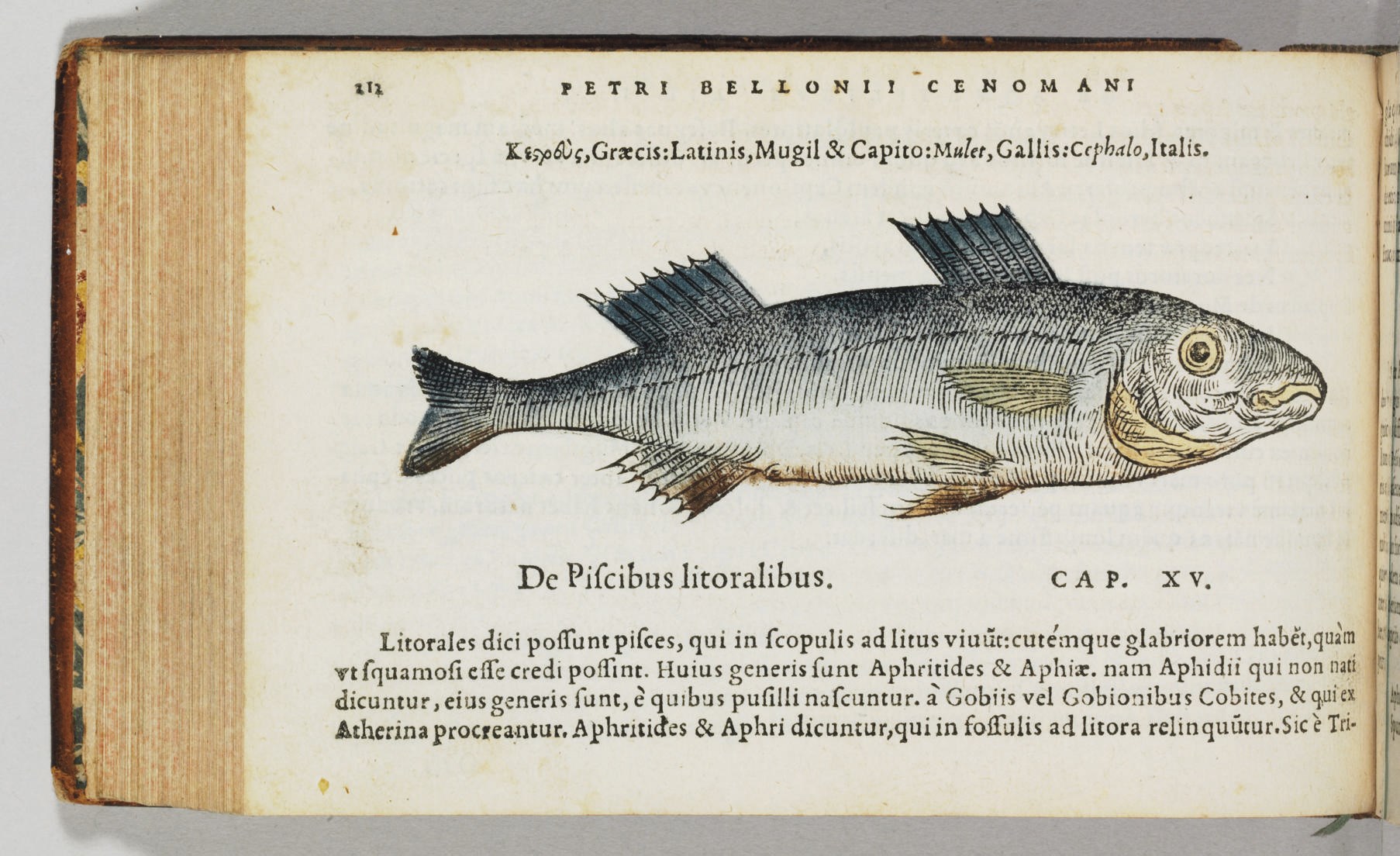 BELON, Pierre (1517-1564). De aquatilibus, libri duo. Paris: Charles Estienne, 1553.