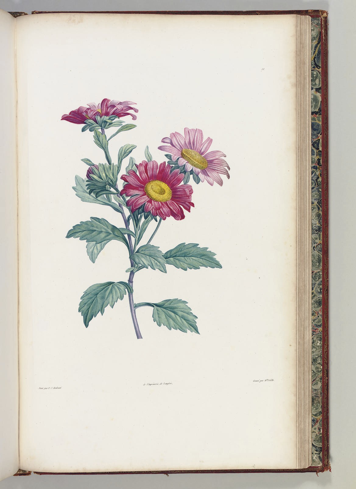 ROUSSEAU, Jean Jacques (1712-1778). Botanique ... ornie de soixante-cinq planches, imprimis en couleurs d'aprèes peintures de P.J.Redouté Paris: L.E. Herhan for Delachaussie et Garnery, 1805.