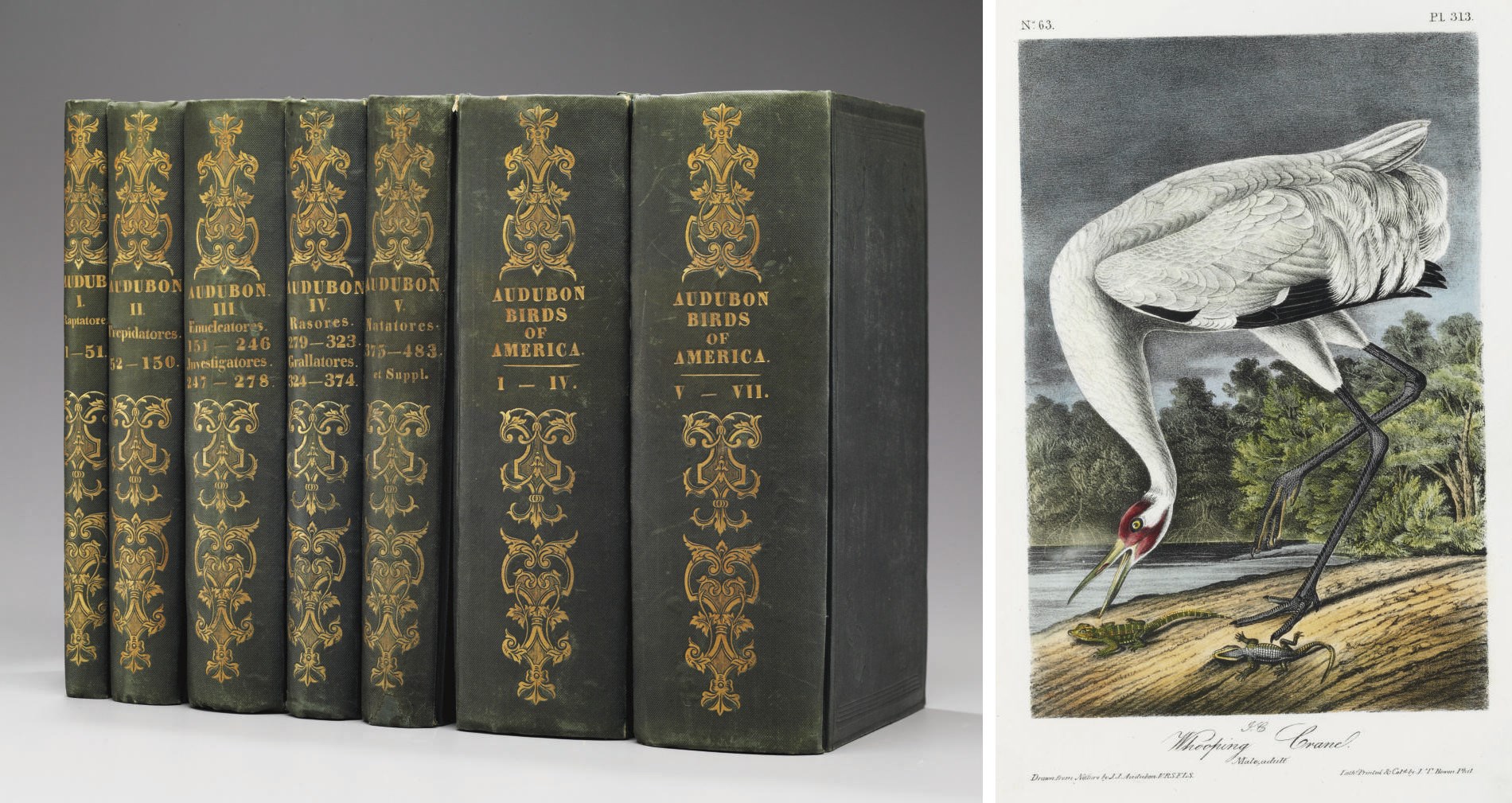 AUDUBON, John James (1785-1851). The Birds of America, from Drawings made in the United States and their Territories. New York: J.J. Audubon, Philadelphia: E.G. Dorsey for J.J. Audubon, New York and J.B. Chevalier, Philadelphia, [1839-]1840-1844.