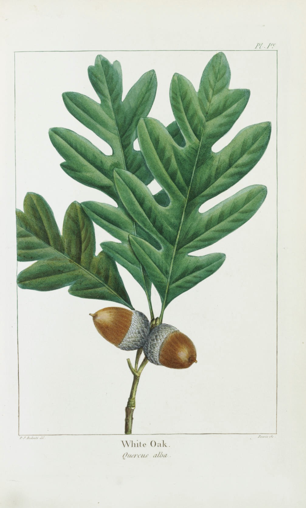MICHAUX, François André (1770-1855) and Thomas NUTTALL (1786-1859). The North American Sylva; or, A Description of the Forest Trees of the United States, Canada and Nova Scotia. Philadelphia: D. Rice & A.N. Hart, 1859.