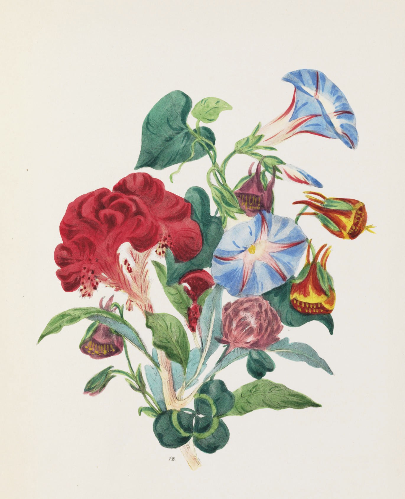 WIRT, Elizabeth Washington Gamble. Flora's Dictionary. Baltimore: Fielding Lucas, 1855.