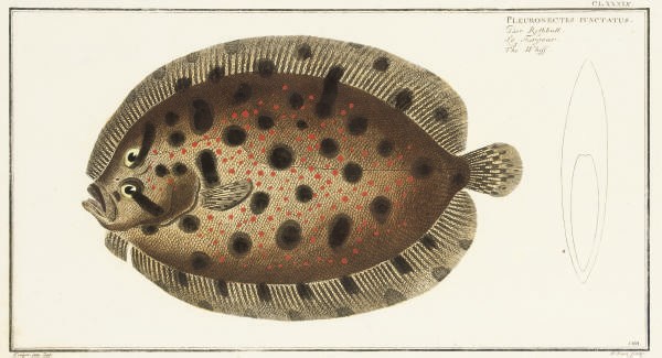 Marcus Elieser Bloch (1723-1799)