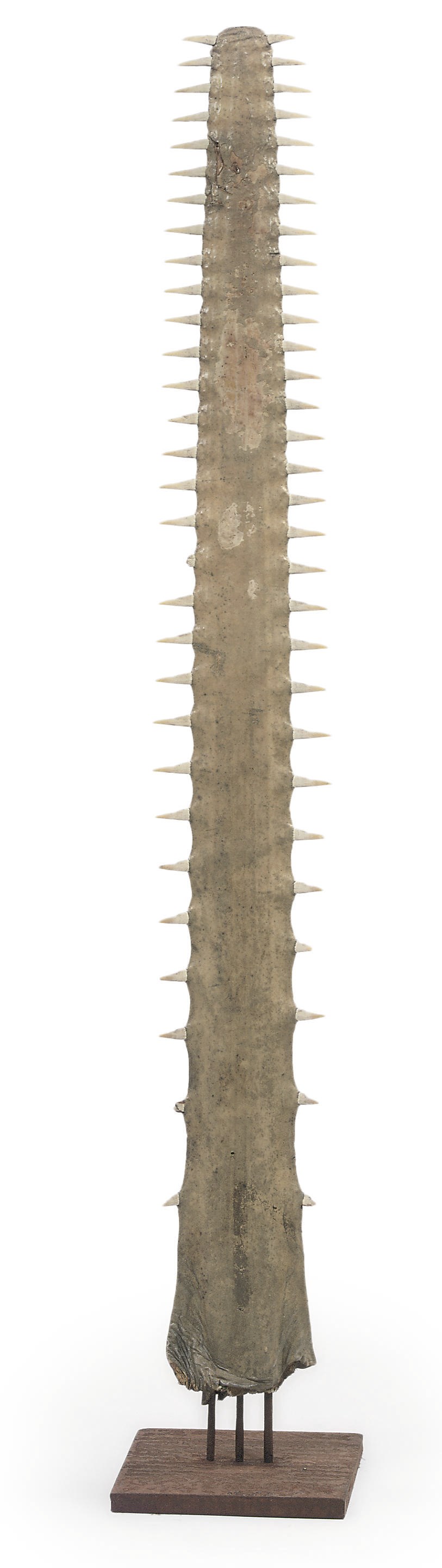 A SAWFISH BILL