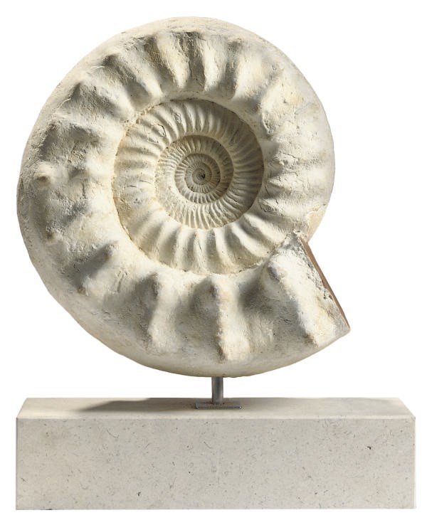 A MADAGASCAN AMMONITE