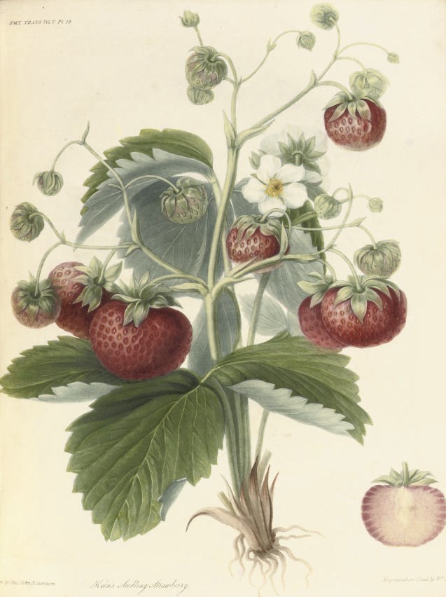 Transactions of the Horticultural Society of London. London: W. Bulmer, 1815-26. 6 volumes, 4°. Engraved titles and 118 engraved plates, 60 hand-coloured, 10 folding, 3 folding tables, 2 folding engraved plans (occasional light spotting and staining). Contemporary polished calf gilt, spines gilt in compartments with green morocco lettering-pieces (lower joints of vol. I split, some other joints tender, some patches of rubbing). Mixed editions.	 (6)
