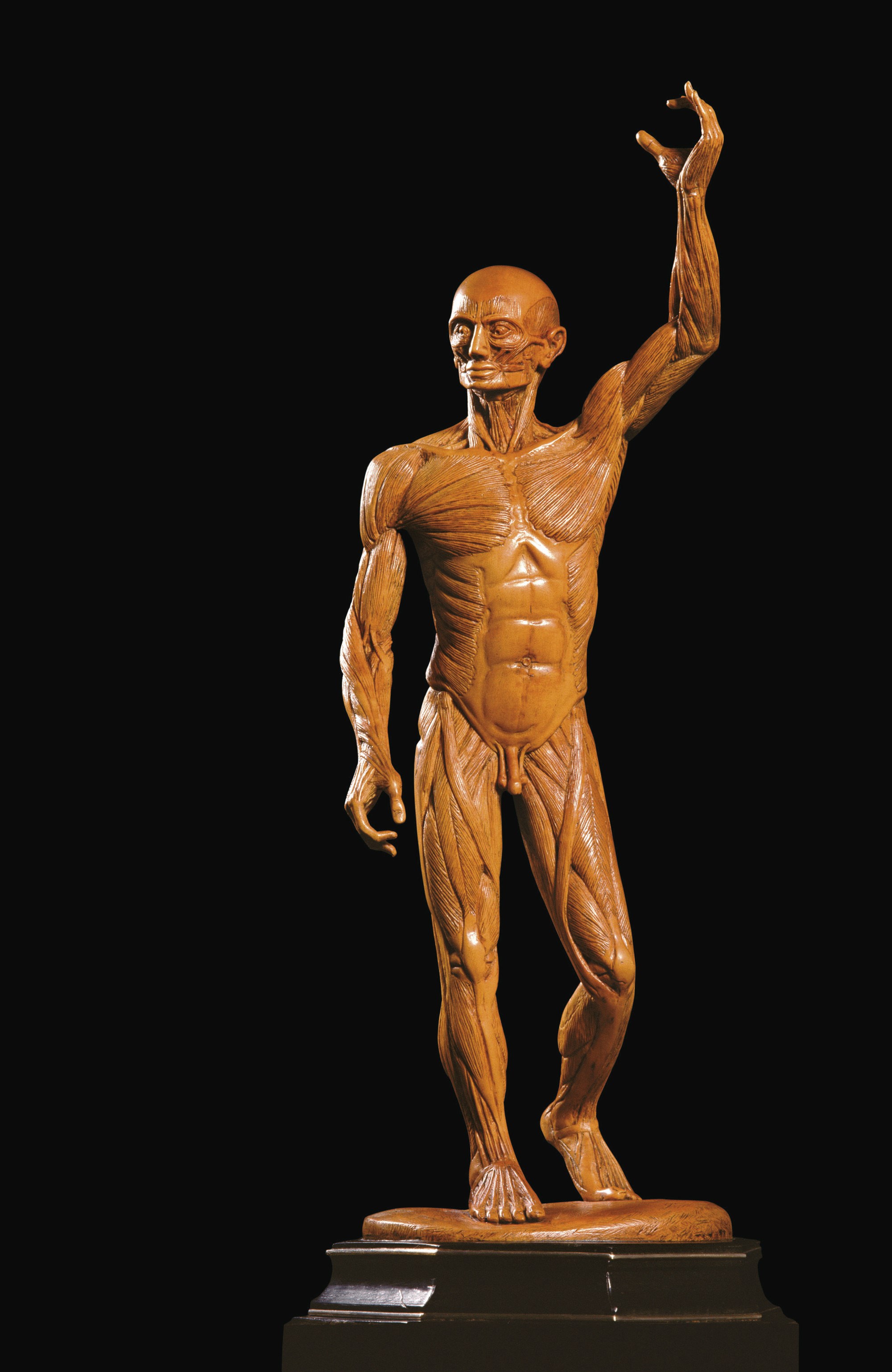 FIGURE D'UN ECORCHE