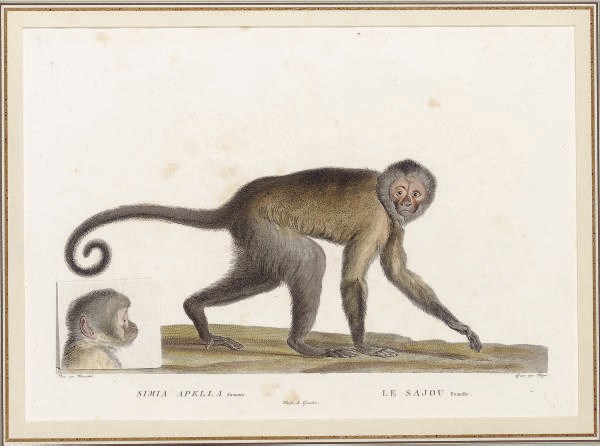 Simon-Charles Miger (1736-1820)