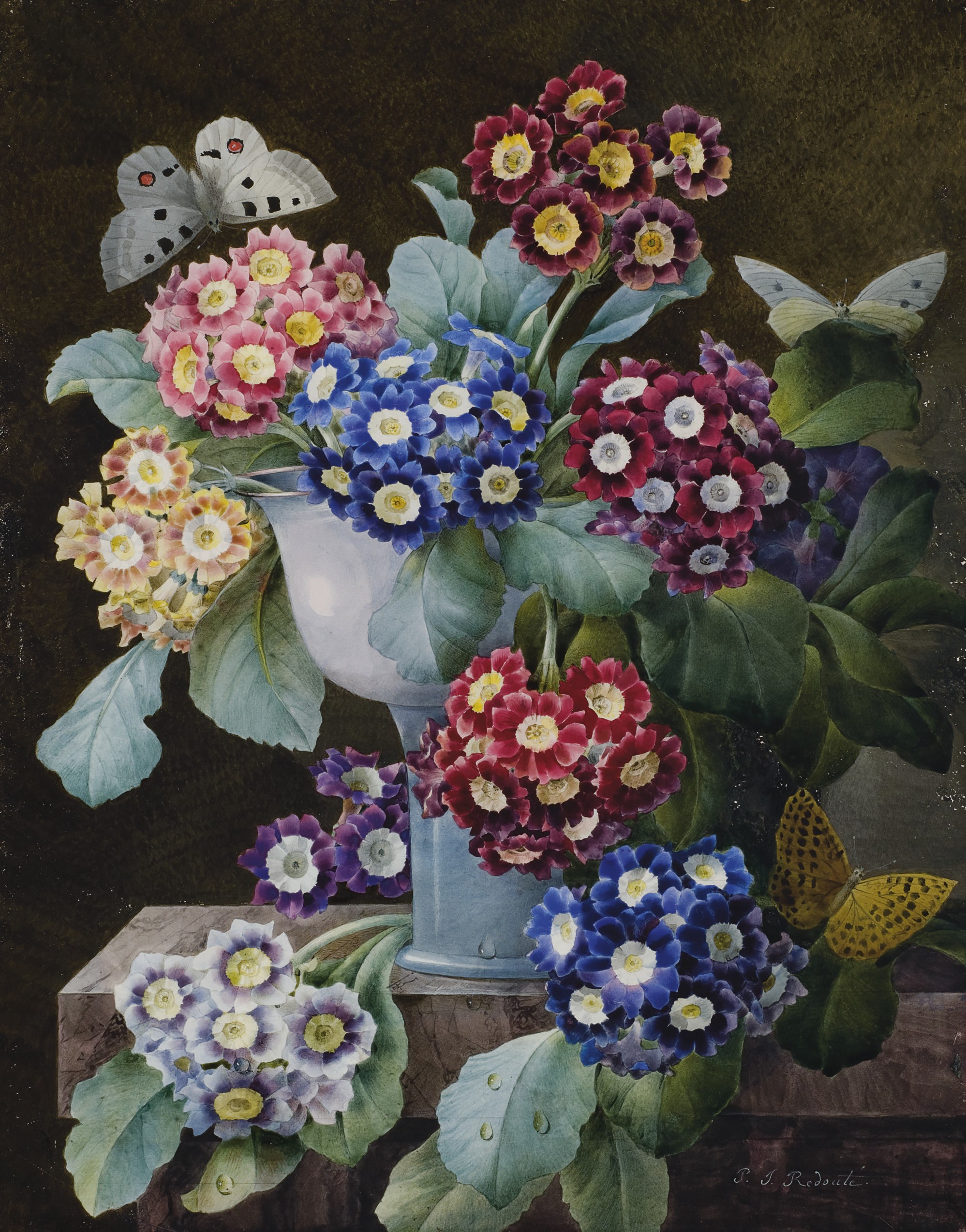 PIERRE-JOSEPH REDOUTE (SAINT HUBERT 1759-1840 PARIS)
