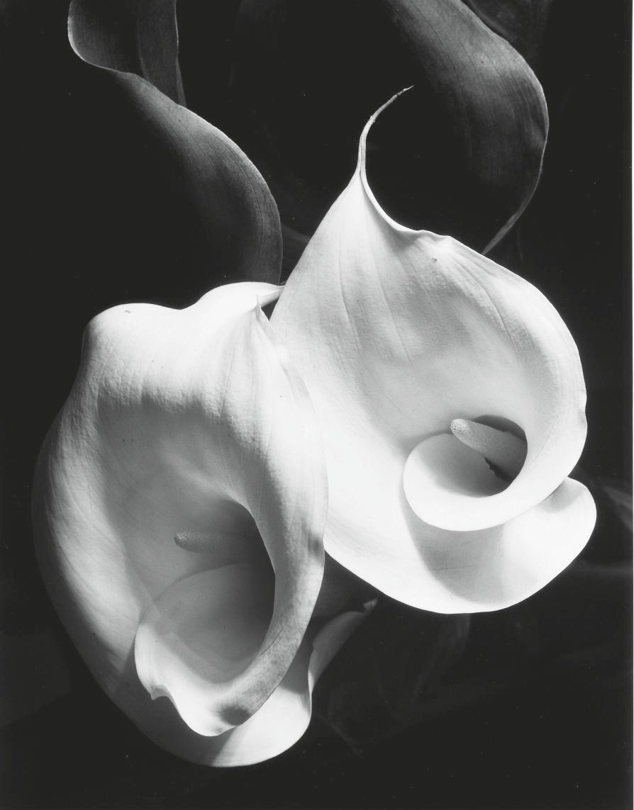 IMOGEN CUNNINGHAM (1883-1976)