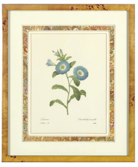 After PIERRE-JOSEPH REDOUTÉ (1759-1840)