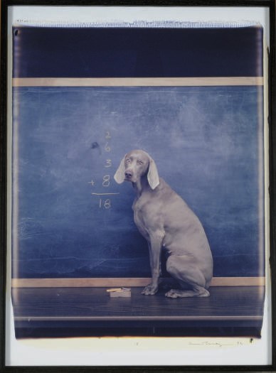 WILLIAM WEGMAN (B. 1942)