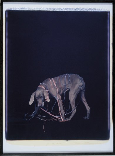 WILLIAM WEGMAN (B. 1942)