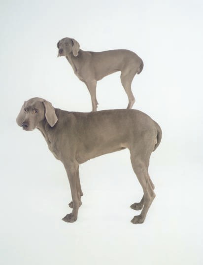 WILLIAM WEGMAN (B. 1942)