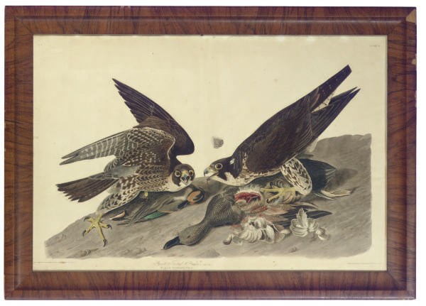 After John James Audubon (1785-1851) by Robert Havell (1793-1878)