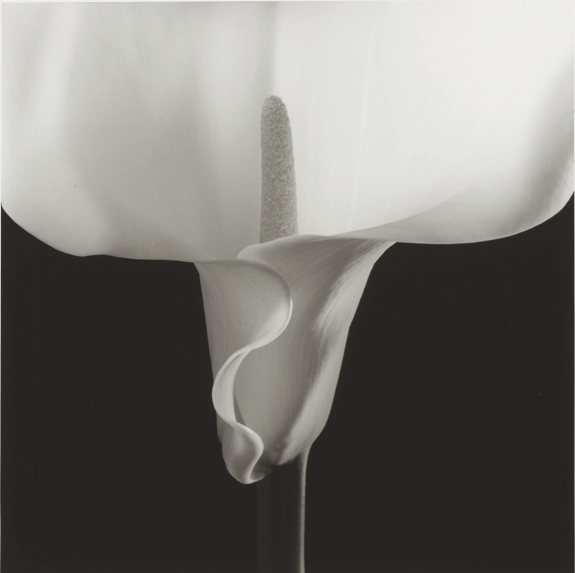 ROBERT MAPPLETHORPE (1946-1989)