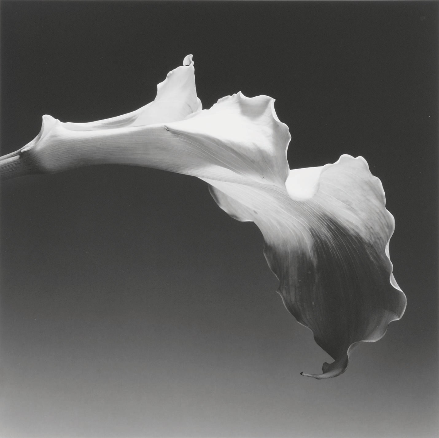 ROBERT MAPPLETHORPE (1946-1989)