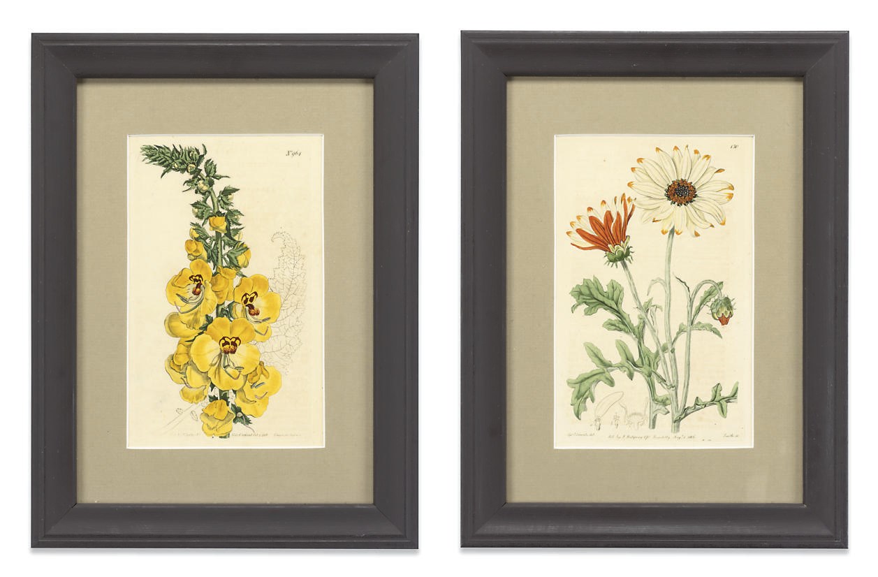 A SET OF TWELVE HAND COLOURED BOTANICAL ENGRAVINGS