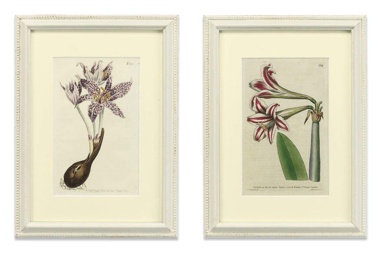 A SET OF TWELVE HAND-COLOURED BOTANICAL ENGRAVINGS