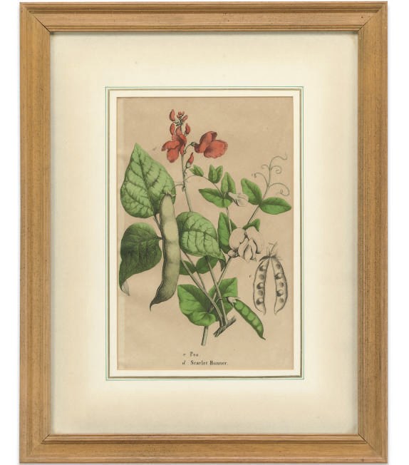 A SET OF ELEVEN HAND-COLOURED BOTANICAL ENGRAVINGS