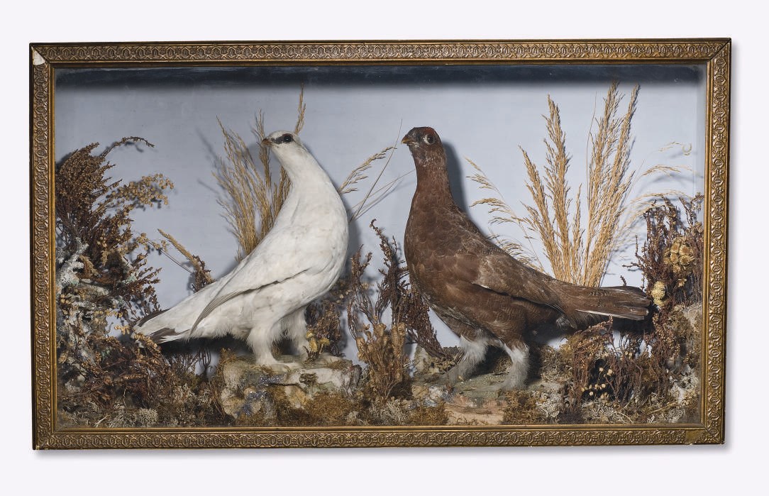 DEUX PIGEONS NATURALISES