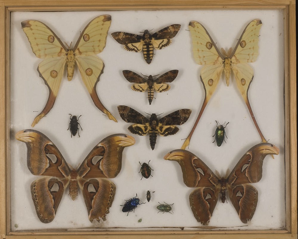 SEPT PAPILLONS ET SIX SCARABEES NATURALISES