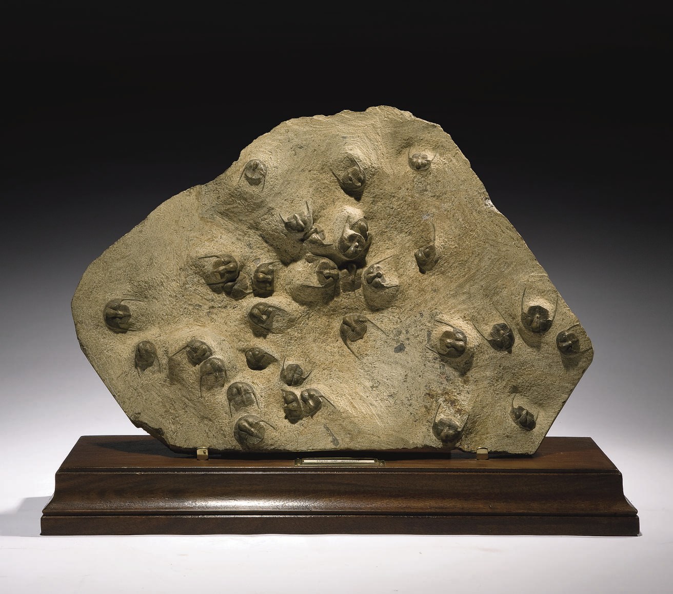 ENSEMBLE DE TRILOBITES ONNIA SUPERBA