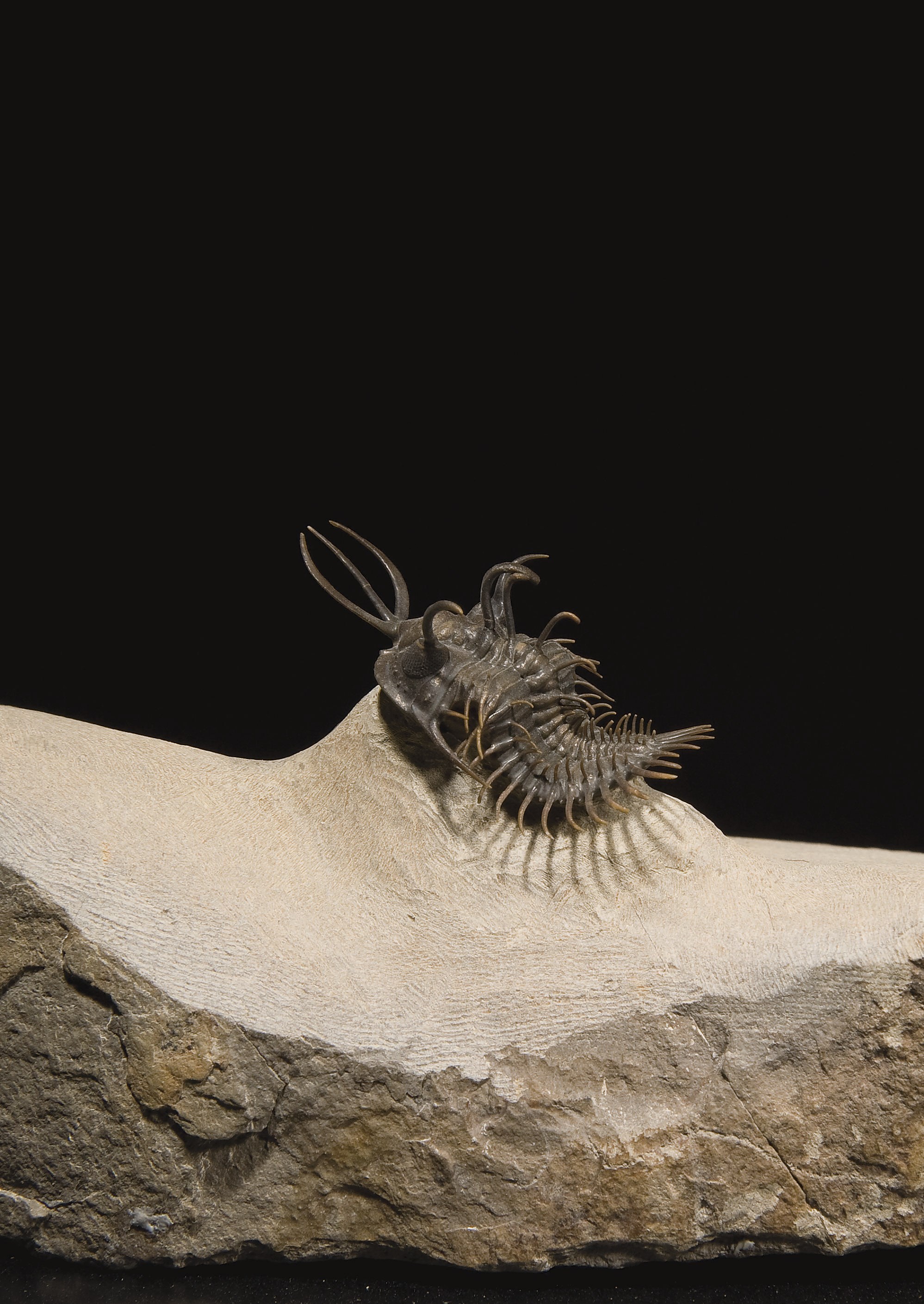 TRILOBITE WALLISEROPS TRIDENS
