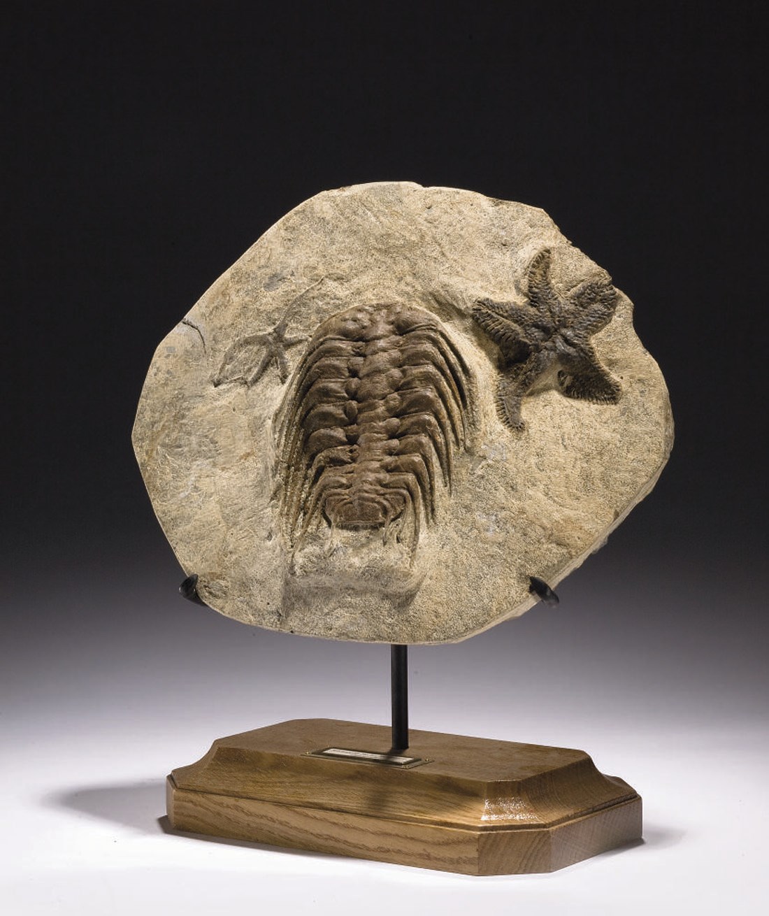 TRILOBITE SELENOPELTIS AVEC ETOILE DE MER ET OPHIURES