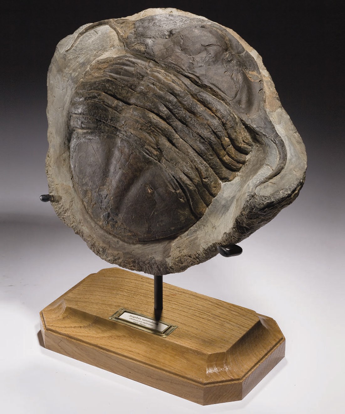 TRILOBITE ASAPHUS SANTISIRENA