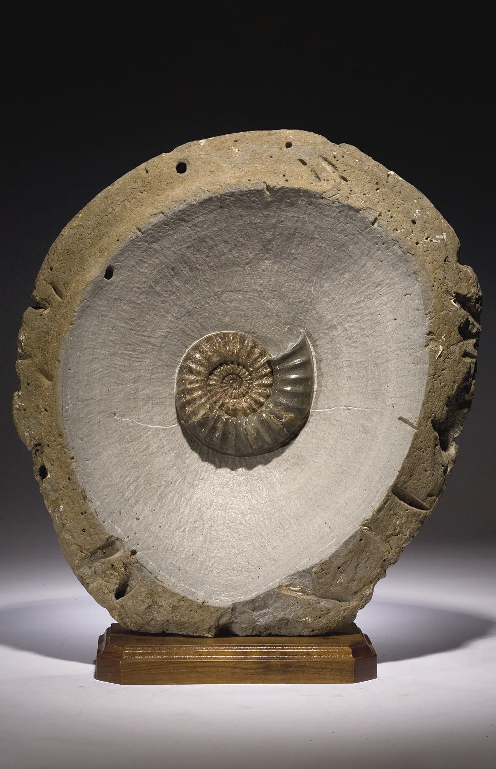 AMMONITE ASTEROCERAS OBTUSUM