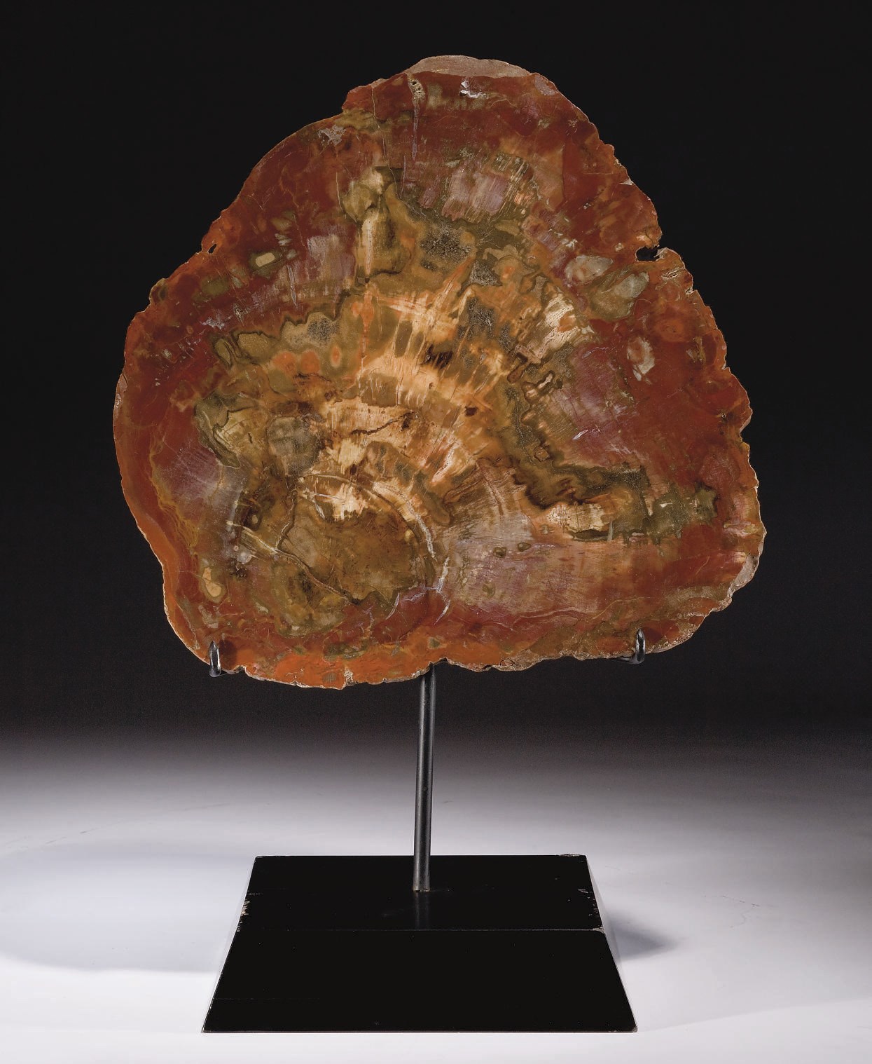 PLAQUE DE BOIS FOSSILE