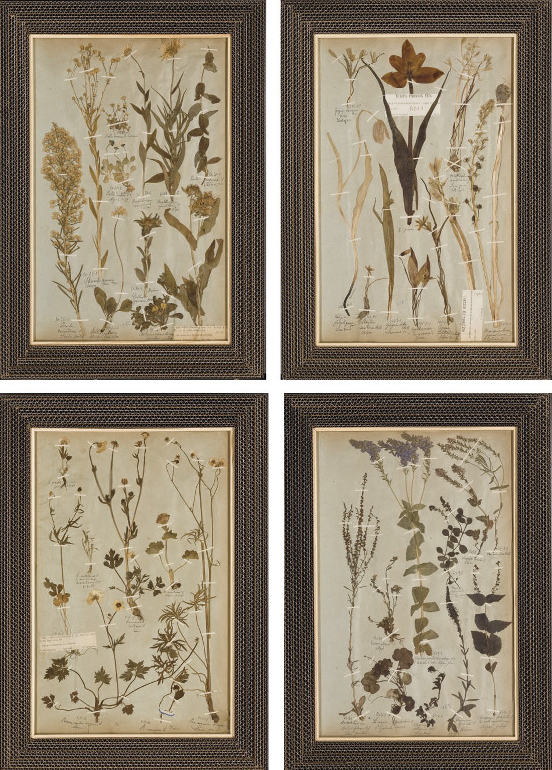 COLLECTION DE DIX ENCADREMENTS D'HERBIER
