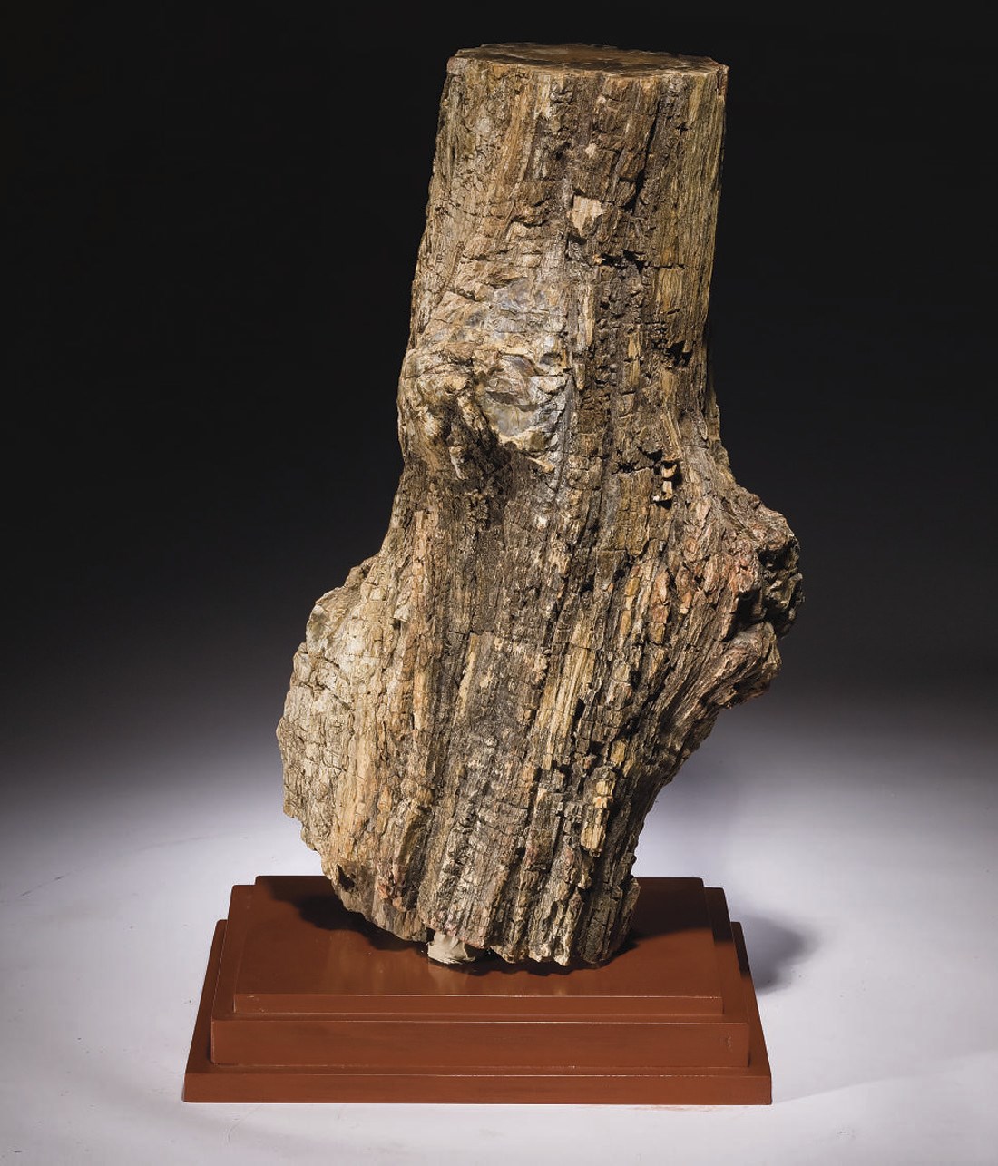 TRONC FOSSILE