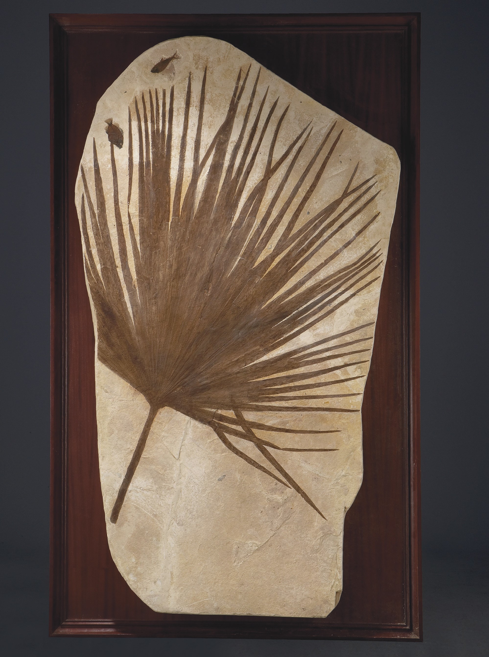 FEUILLE DE PALMIER SABALITES SP