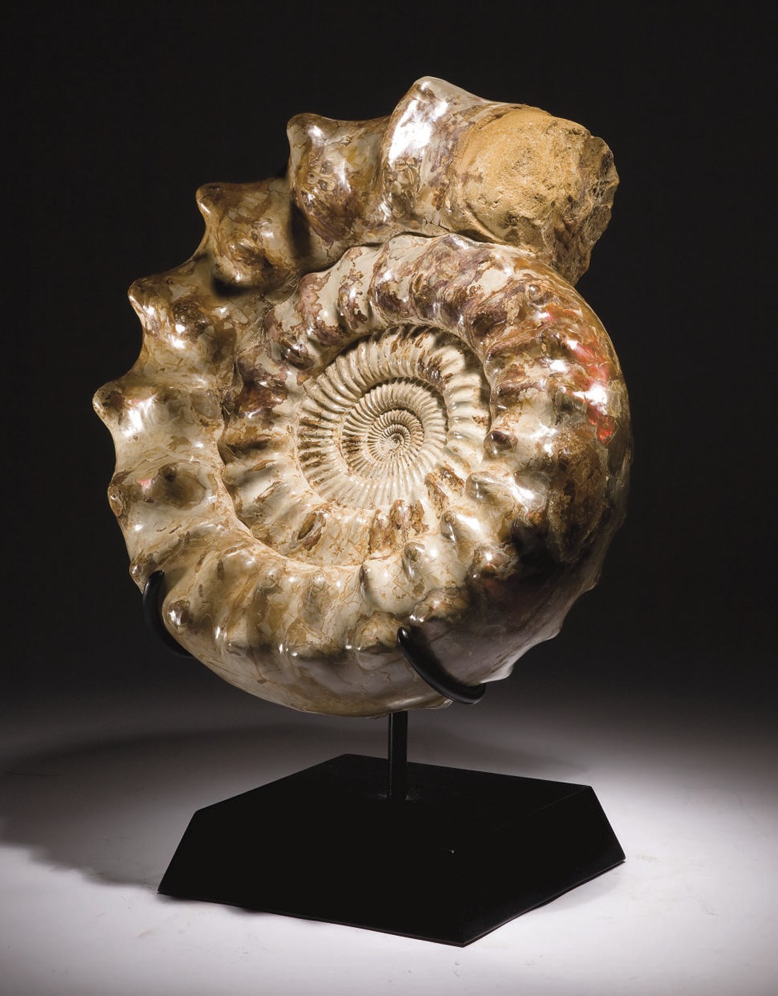 AMMONITE CRANOSPHINCTES