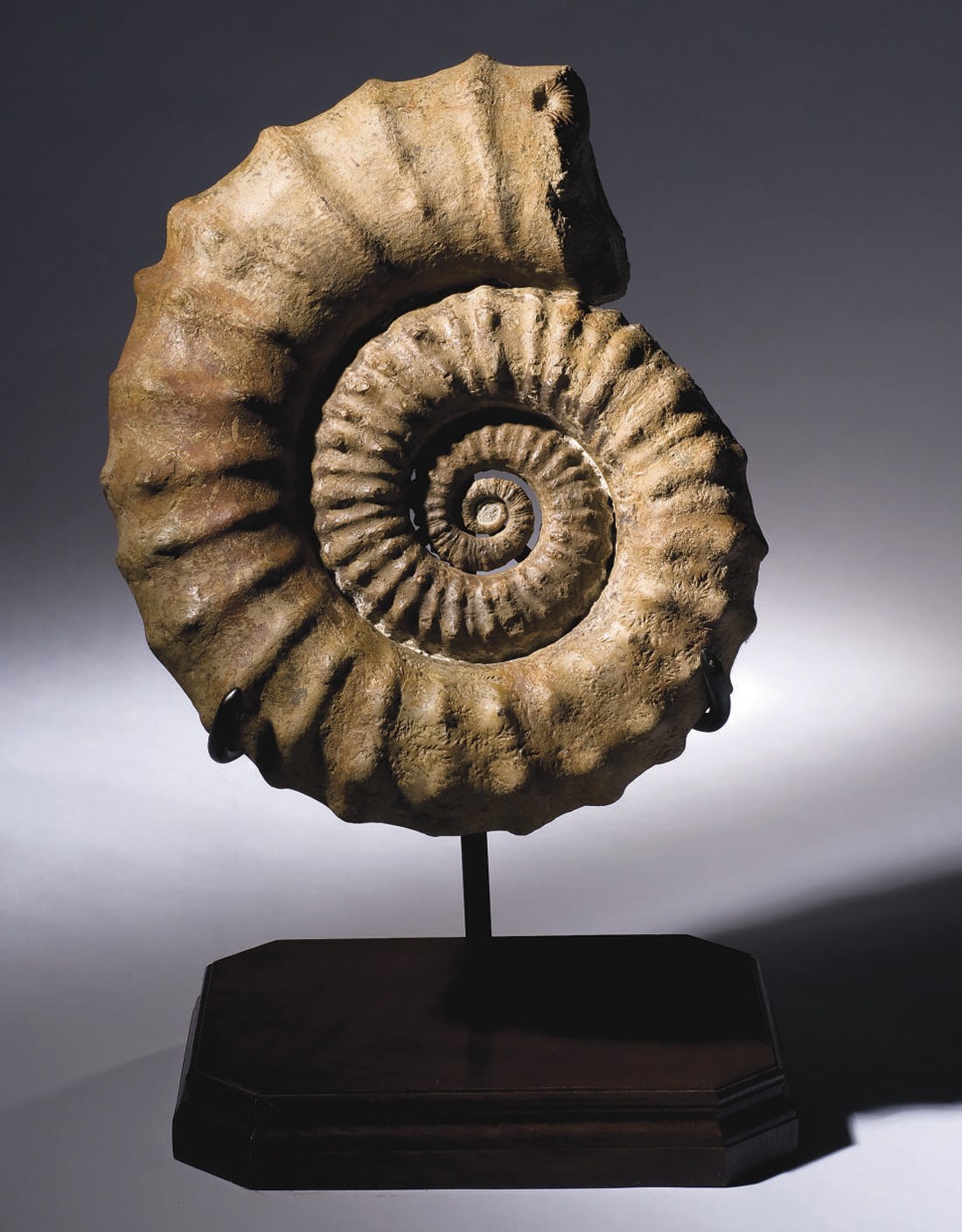 AMMONITE BARANCYLOCERAS SP