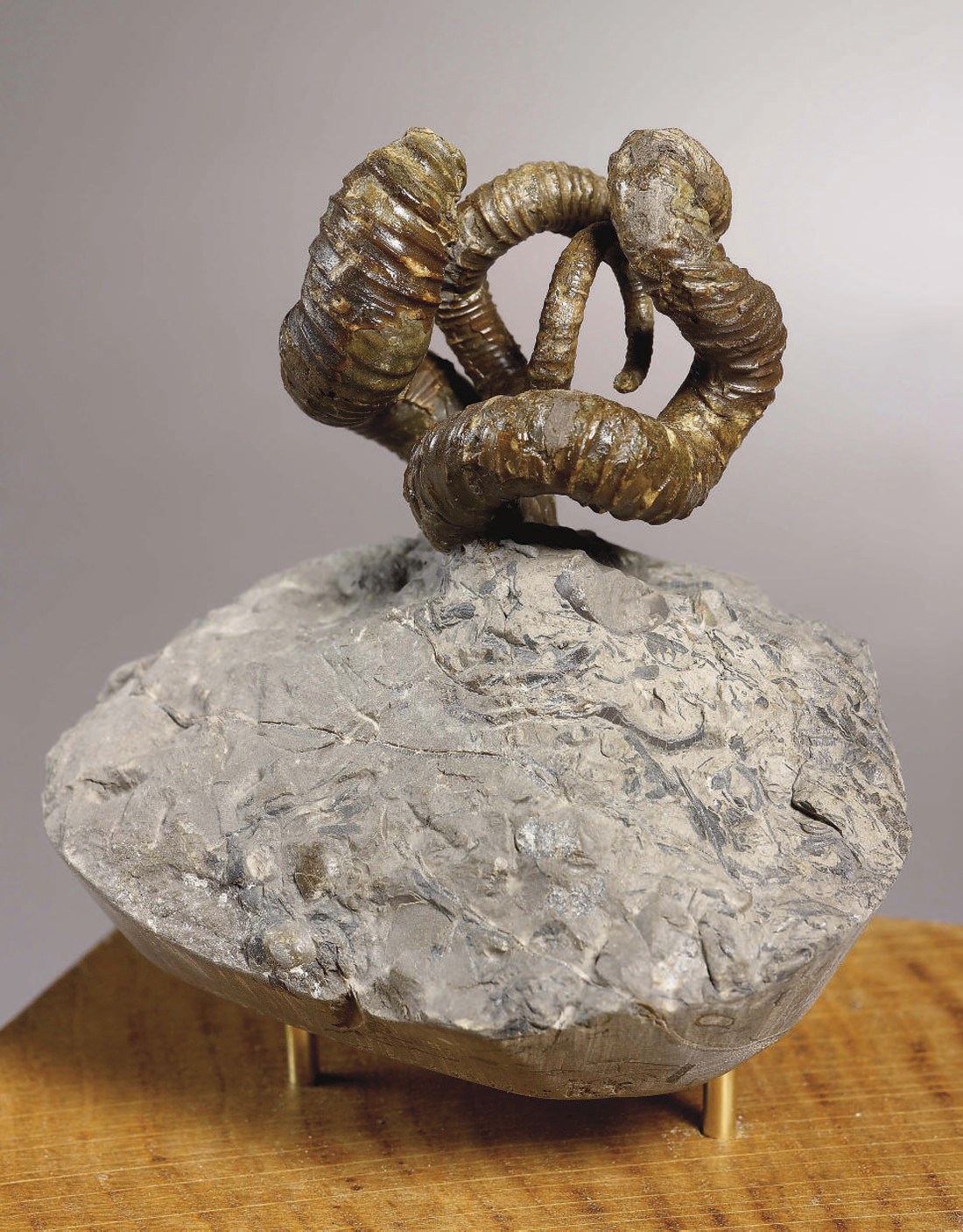 AMMONITE NIPPONITES MIRABILE
