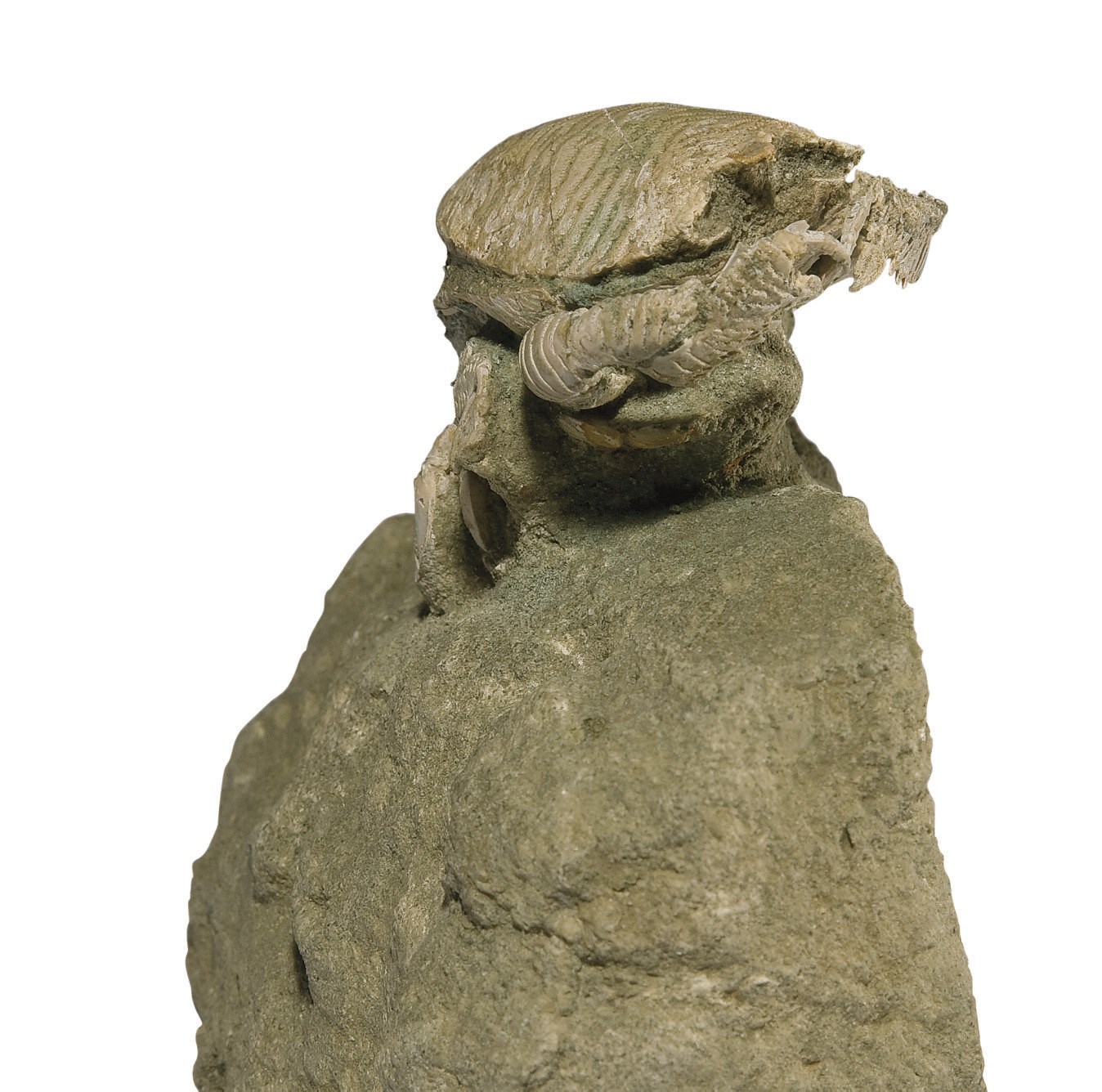 CRABE FOSSILISE RANINA MARESTIANA