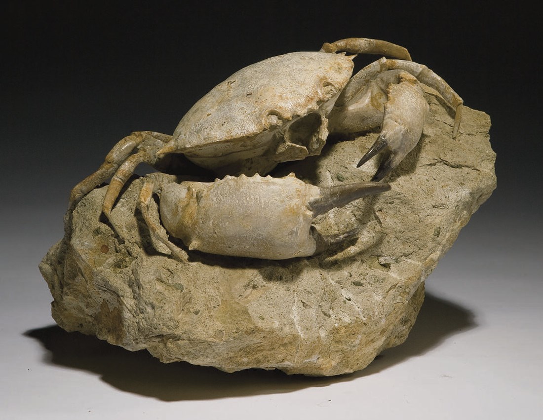 CRABE XANTOPHIS QUADRILOBATUS