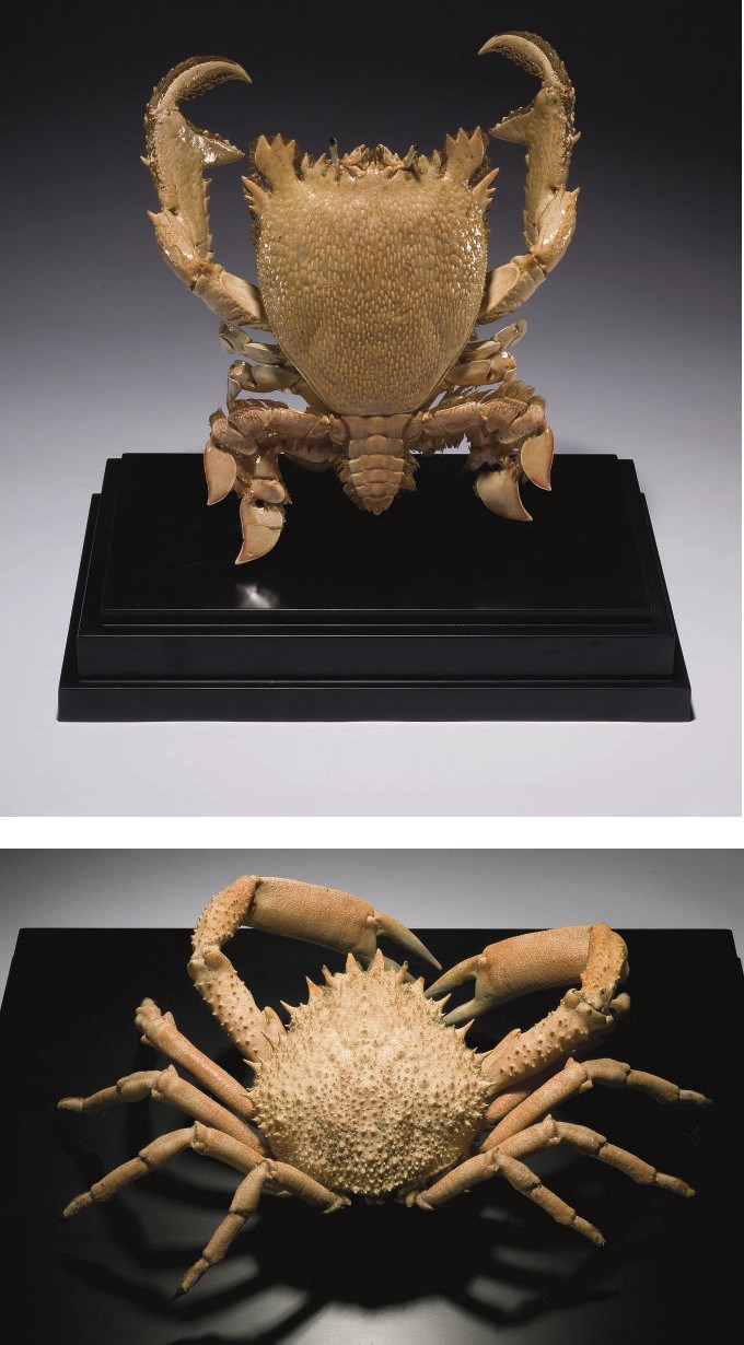 ARAIGNEE DE MER ET CRABE