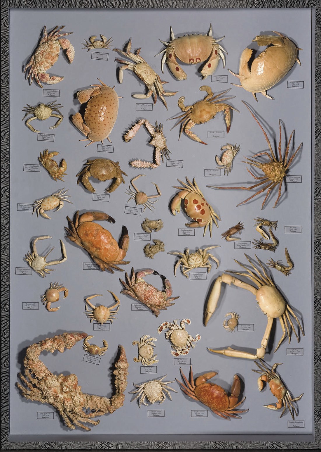 ENSEMBLE DE CRABES