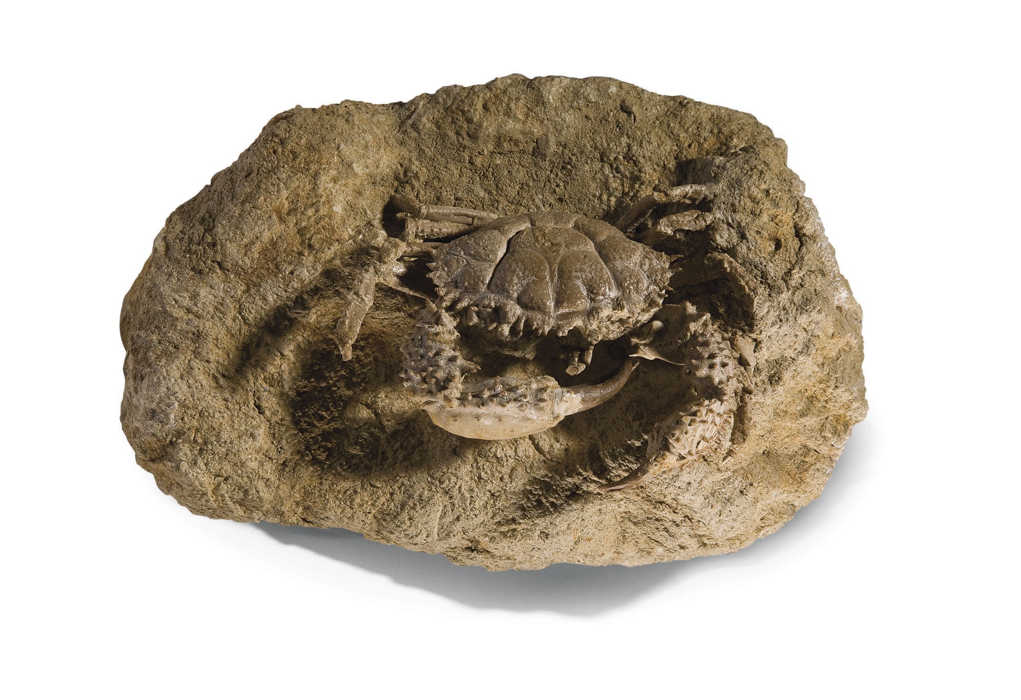 CRABE TITANO CARZINUSACULEARTUS