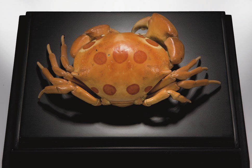CRABE CARPILIUS MACULATUS