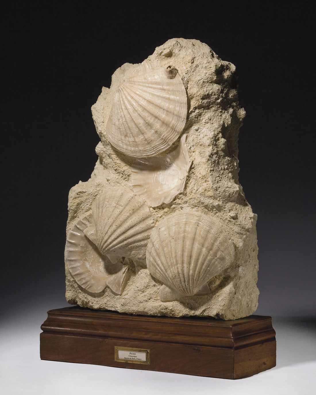 ENSEMBLE DE CINQ PECTENS