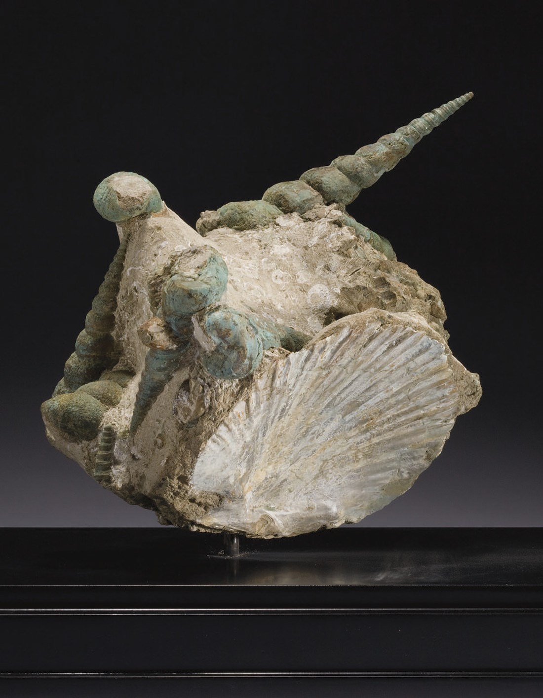 COQUILLAGE TURRITELLA SP